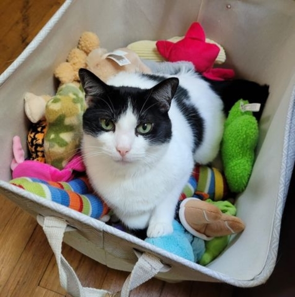 Meet your Posher, Robin - Picture 1 of 1